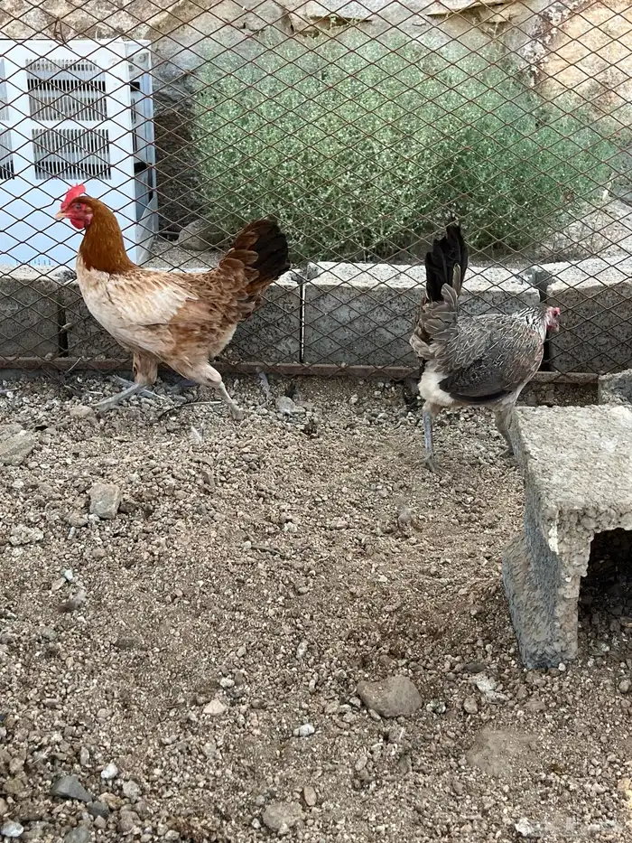 سلام عليكم اعرض لكم في دجاج 4