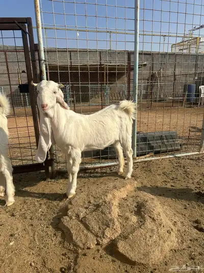 مراح معزا مطورات صنف index