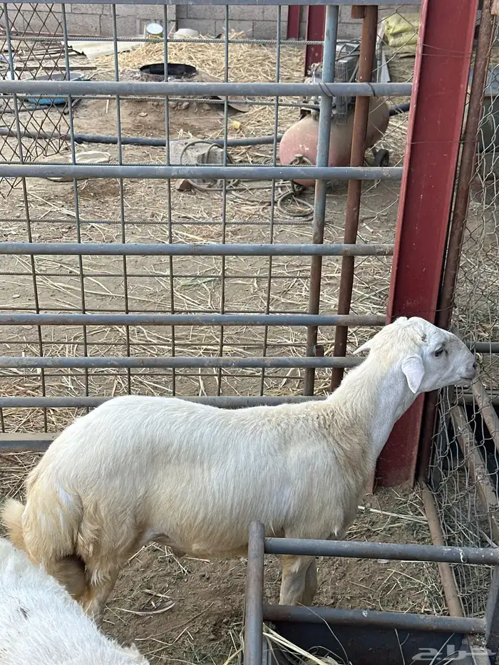 تم للبيع مشروع فحل رفيدي طريق الفطيحه 1