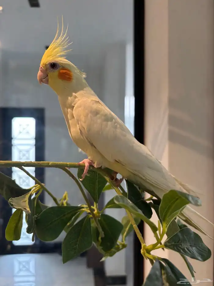 كروان لاتينو 4