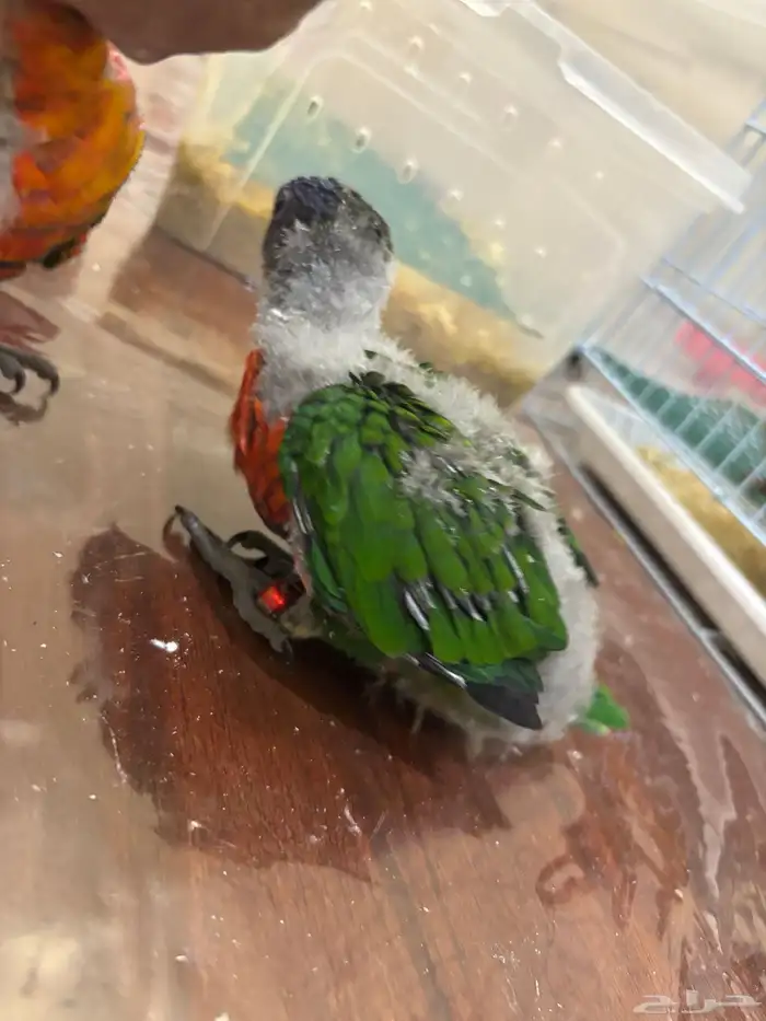 فروخ لوري للبيع 2