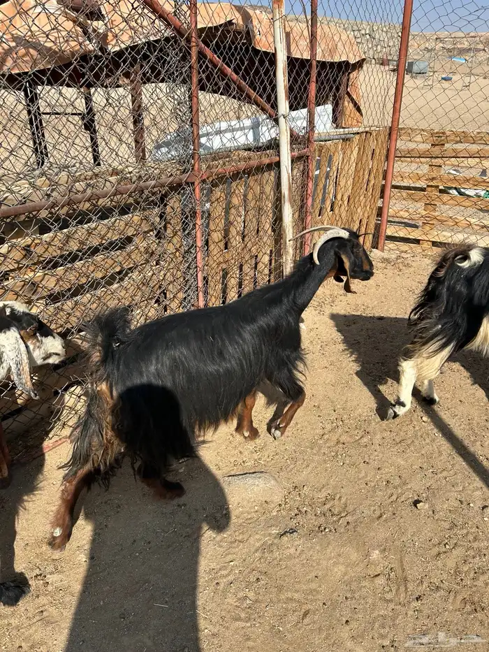 معزا العدد 6 جمع دفيع 2