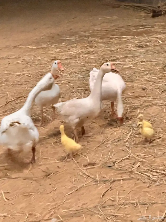 صوص وز روسي بلغاري 6