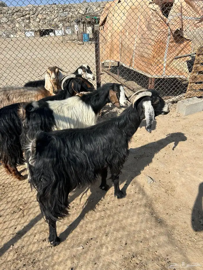 معزا العدد 6 جمع دفيع 6