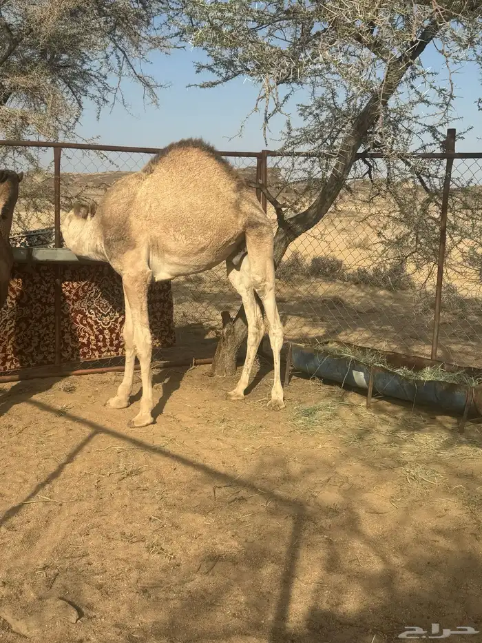 قعود فل شحم 1