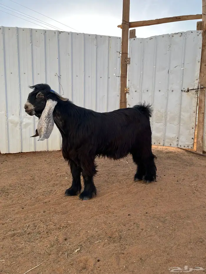 جذع عارضي فاخر 0