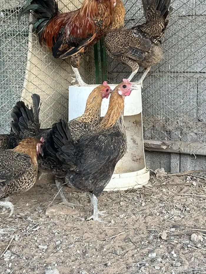 دجاج فيومي ذهبي 2