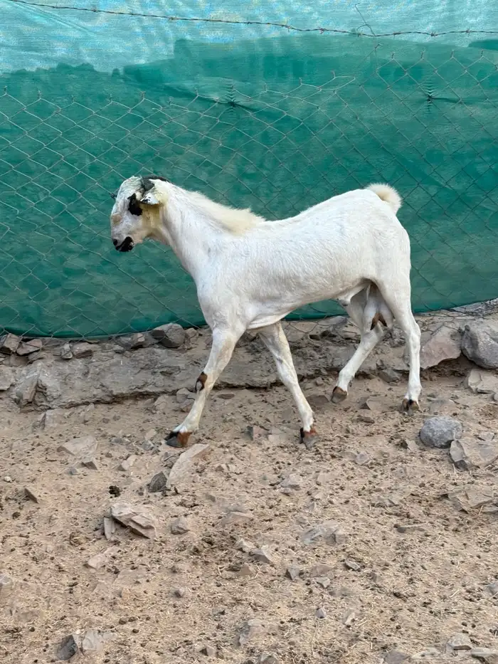 تيس بيشي فحل صنف الصنف 6