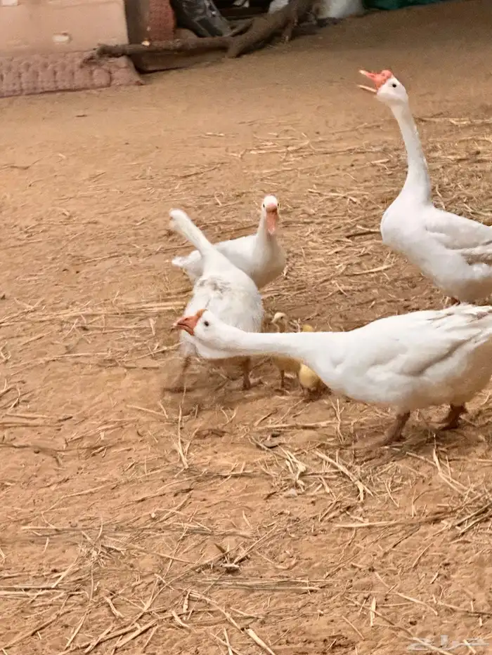 صوص وز روسي بلغاري 4