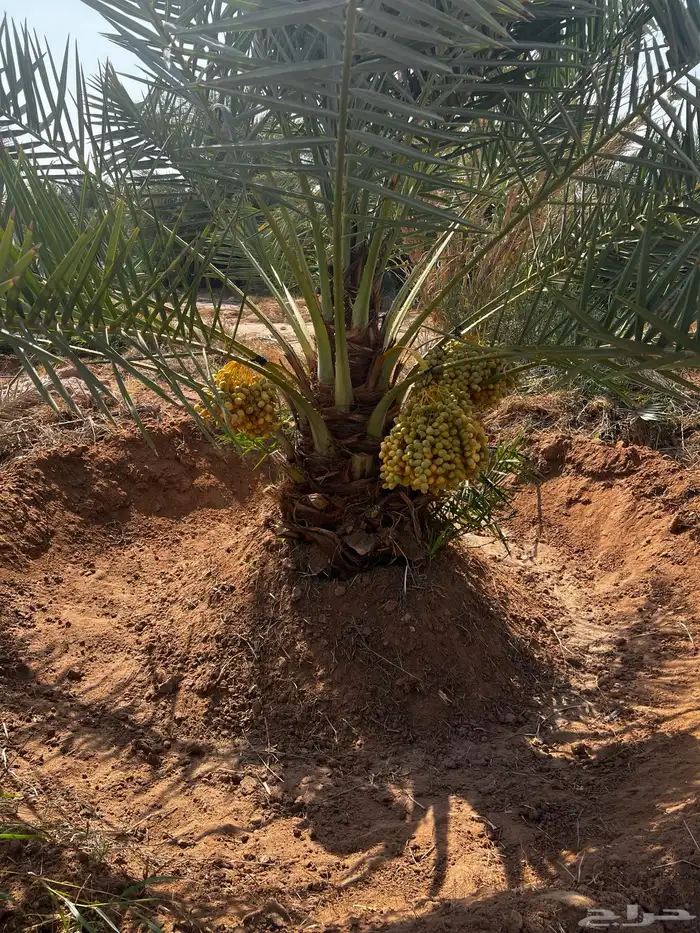 نخل واشنطن زينه ونخيل عربي مثمر للبيع توصيل وزراعه 8