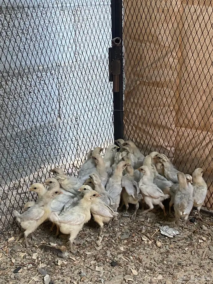 للبيع صوص فيومي 1