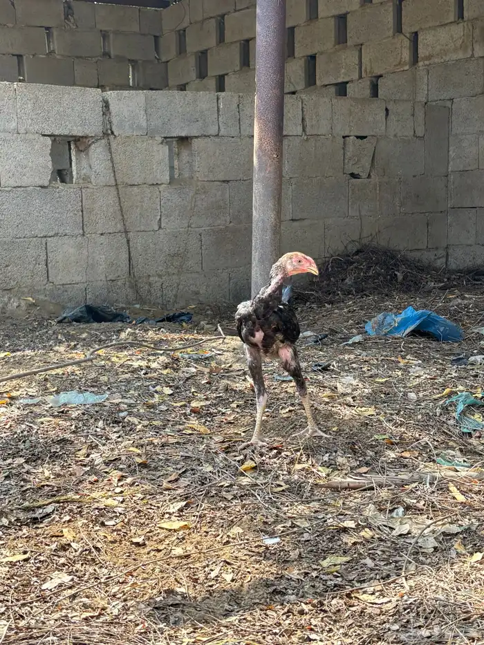 دجاج للبيع 5