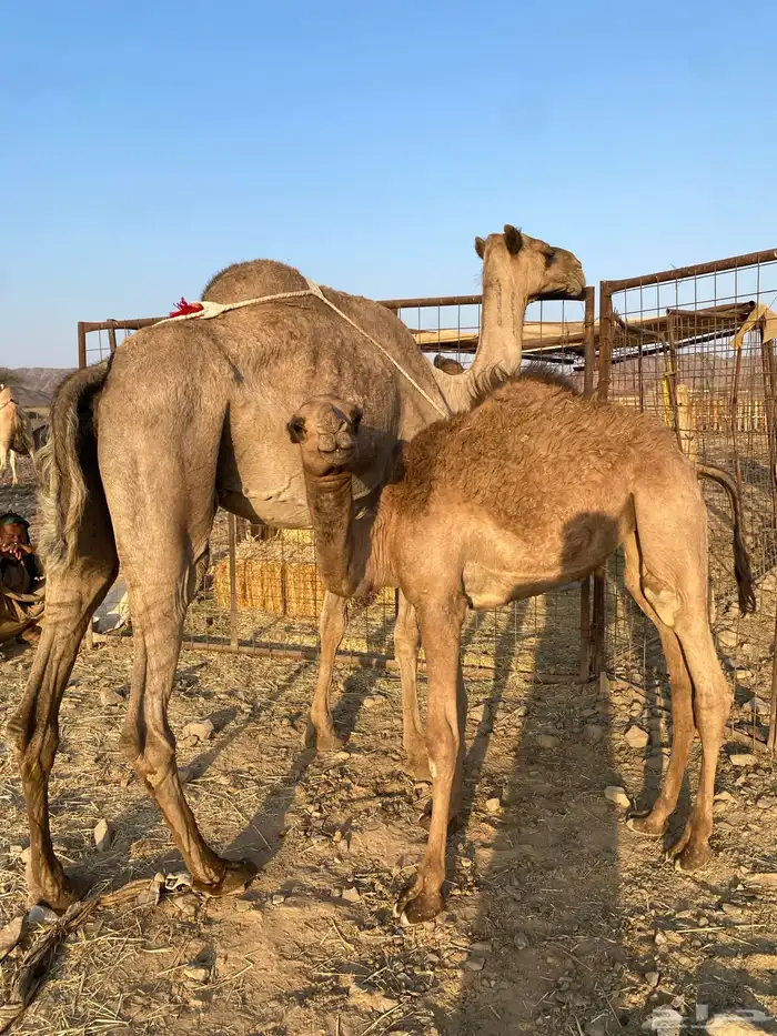 عشراء تحتها بكره ناقة حليب الحد 8300 0