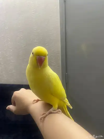 دره للبيع انثى تتكلم index