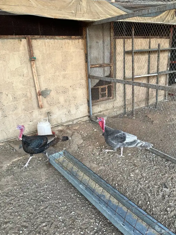 ديوك رومي للبيع 8