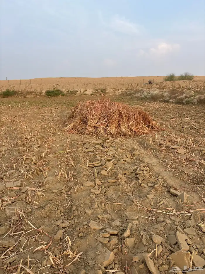 علف حلال العدد تقريبا  790 حبه 2