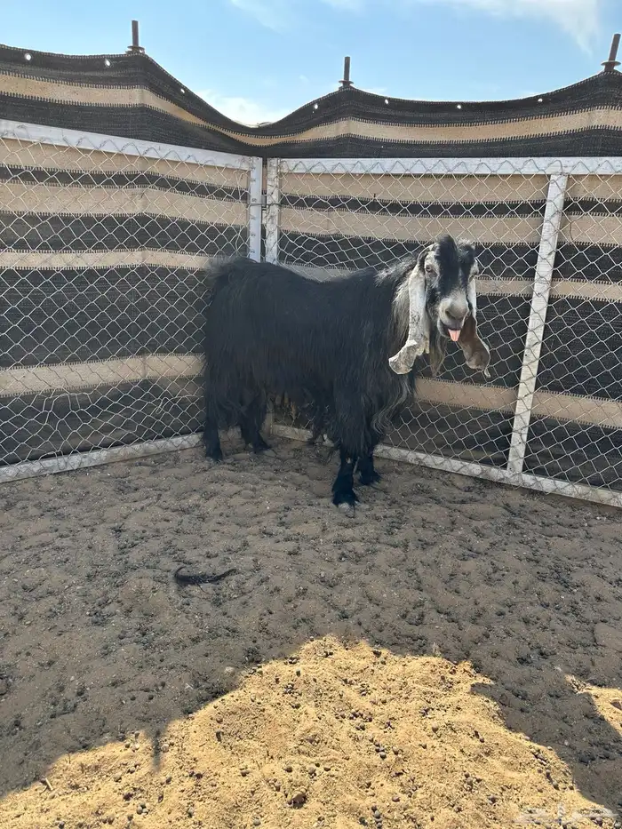 تيس شرط القريع 1