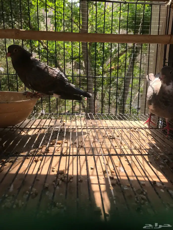 صنعاني اصيل شيبه 13