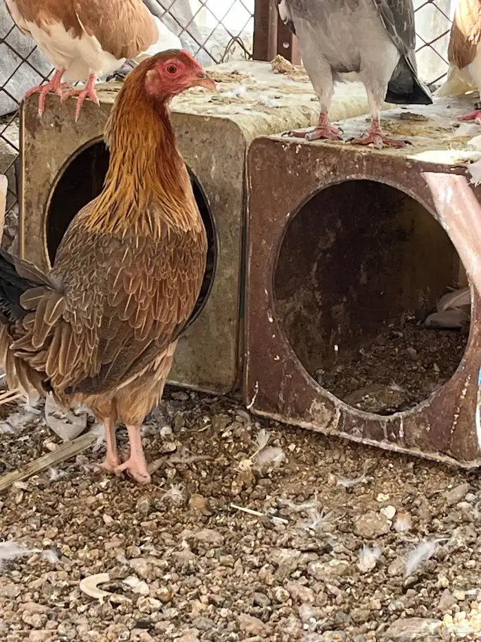 سلام عليكم اعرض لكم في دجاج 10