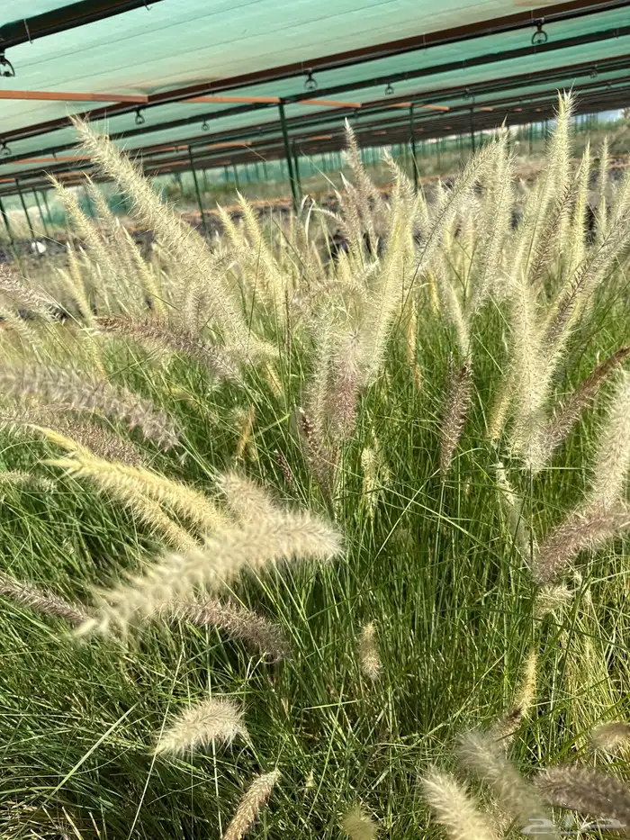 اشجار بريه وزينه 7