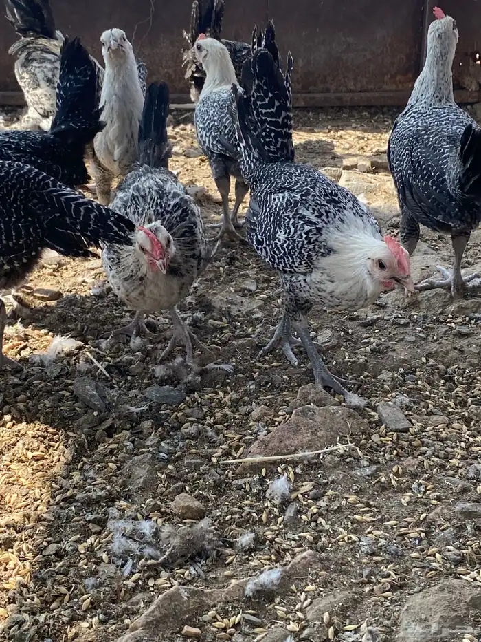 تم البيع الله يباركلك لرعيه 17