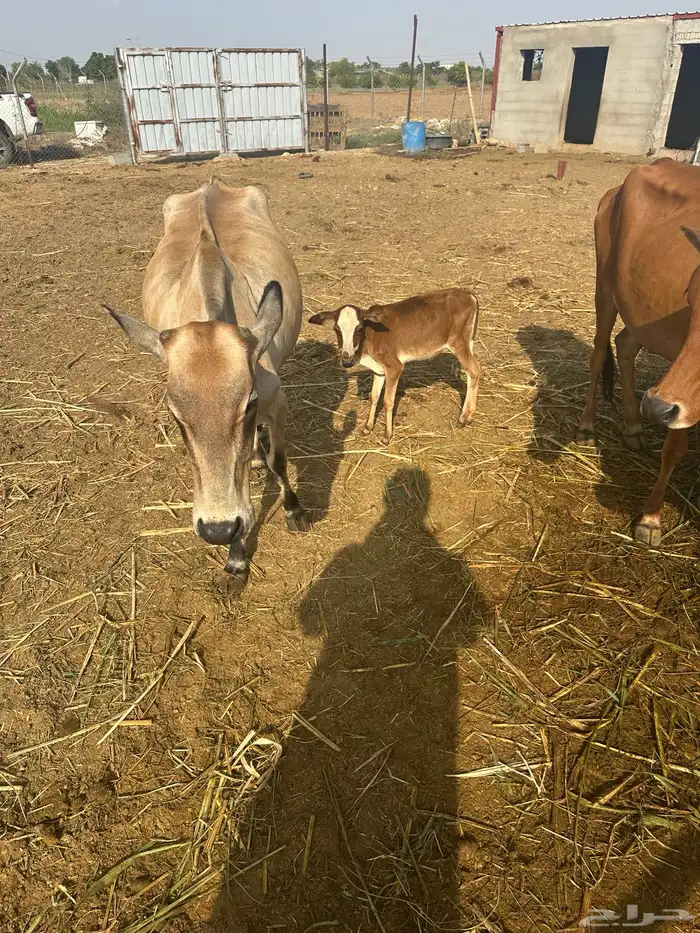 بقره منتوج 2