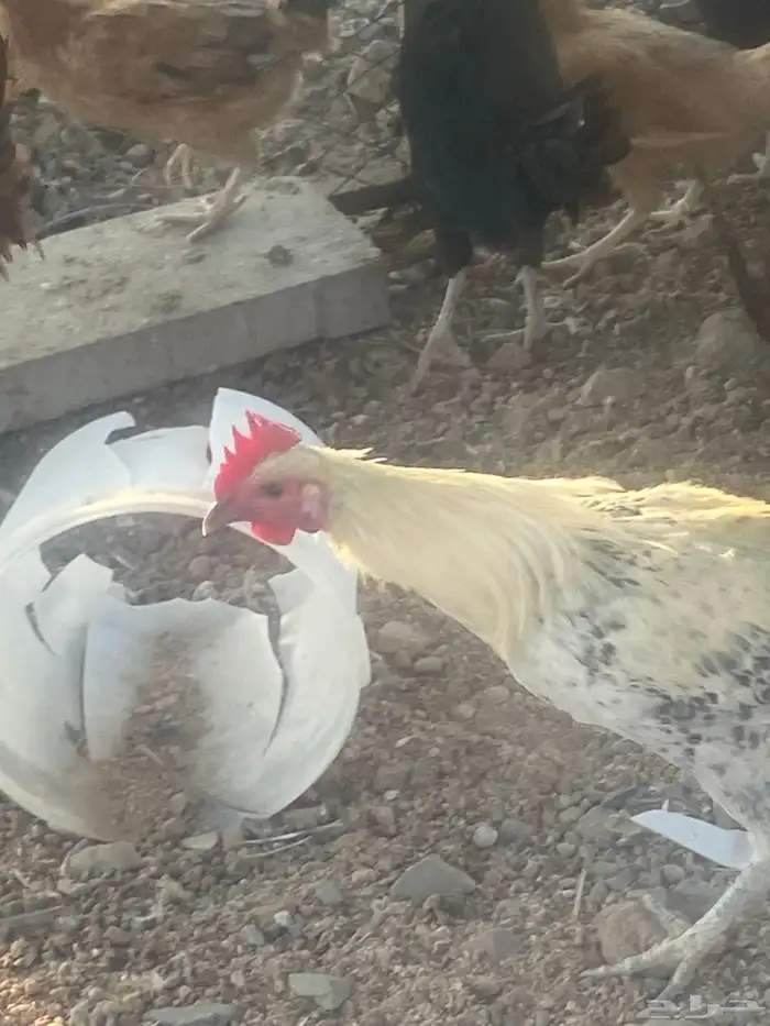 دجاج بلدي عدد 24 4 ديوك باقي دجاج بياض وصحه شرط 4