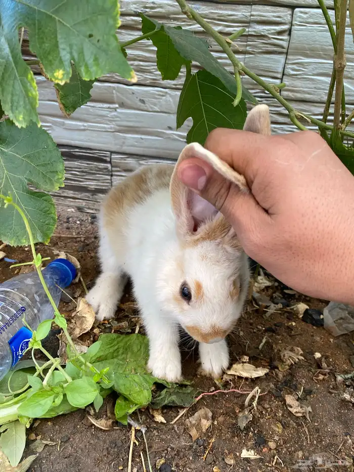 ارنبين للبيع 3