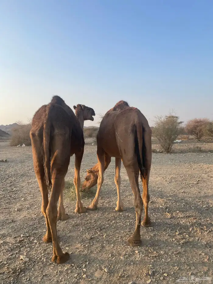 نياق حمر طيبات 0