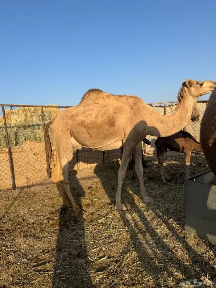 خلفه ام ثالث. تحتها بكره 2