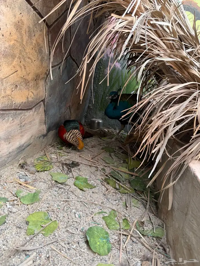 طيور للبيع 2