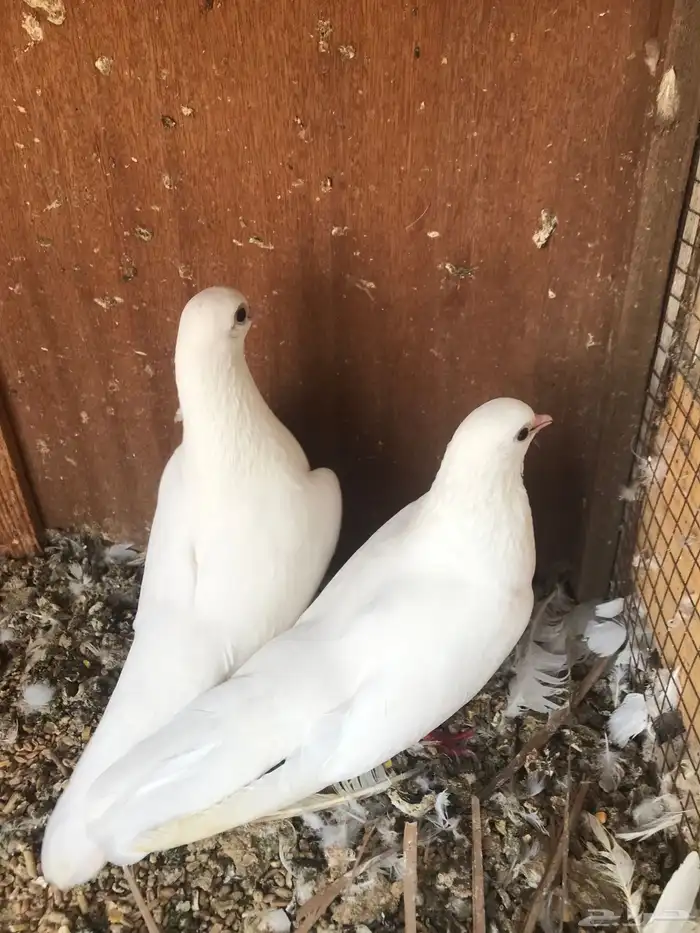 صنعاني اصيل شيبه 28