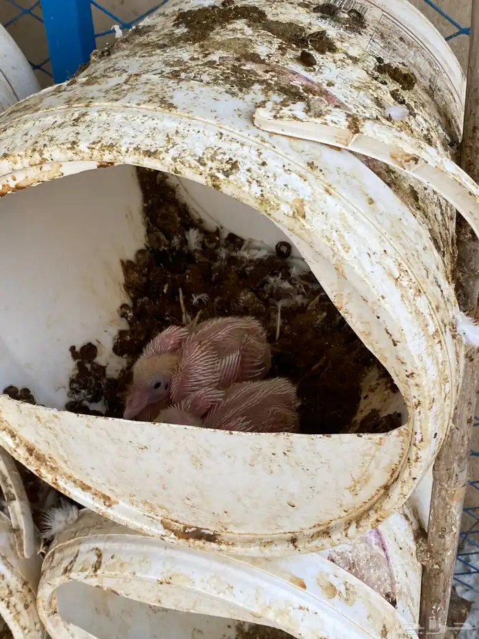 حمام فرنسي نظيف شرط ومنتج 2