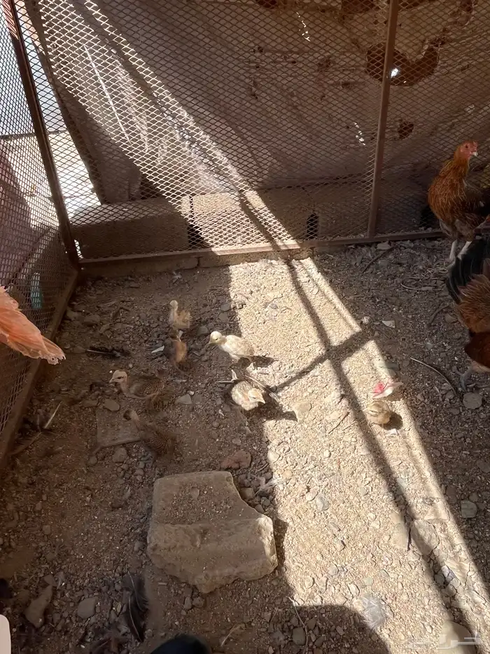 سلام عليكم اعرض لكم في دجاج 12