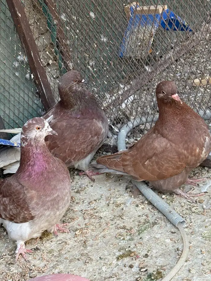 للبيع جوز فرش مع ولده 3