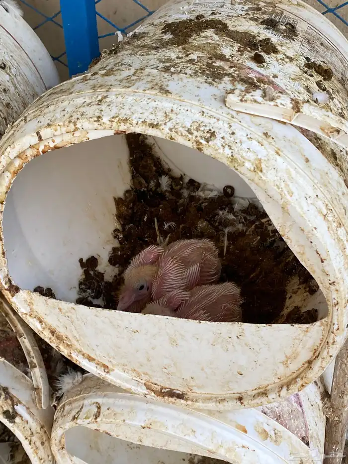 حمام فرنسي نظيف شرط ومنتج 3