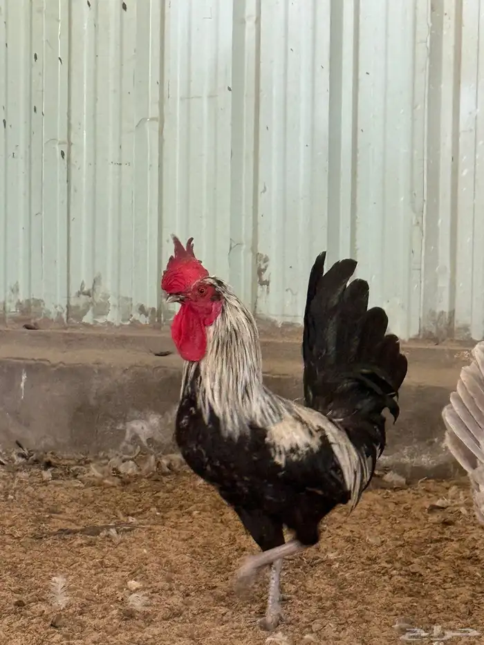 للبيع ديوك 1