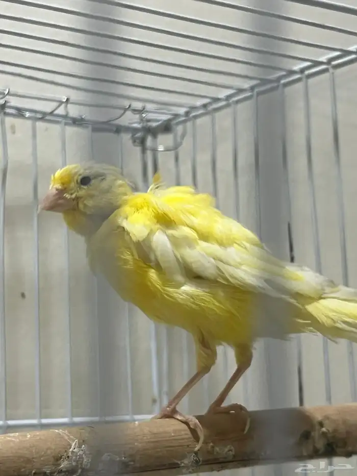 انثى كناري سوري جاهزة(تم البيع) 2