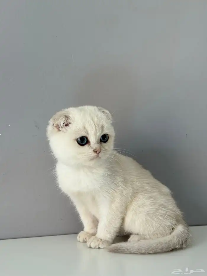 كيتن قطط قط قطو الكيك قطوه سكوتش 0