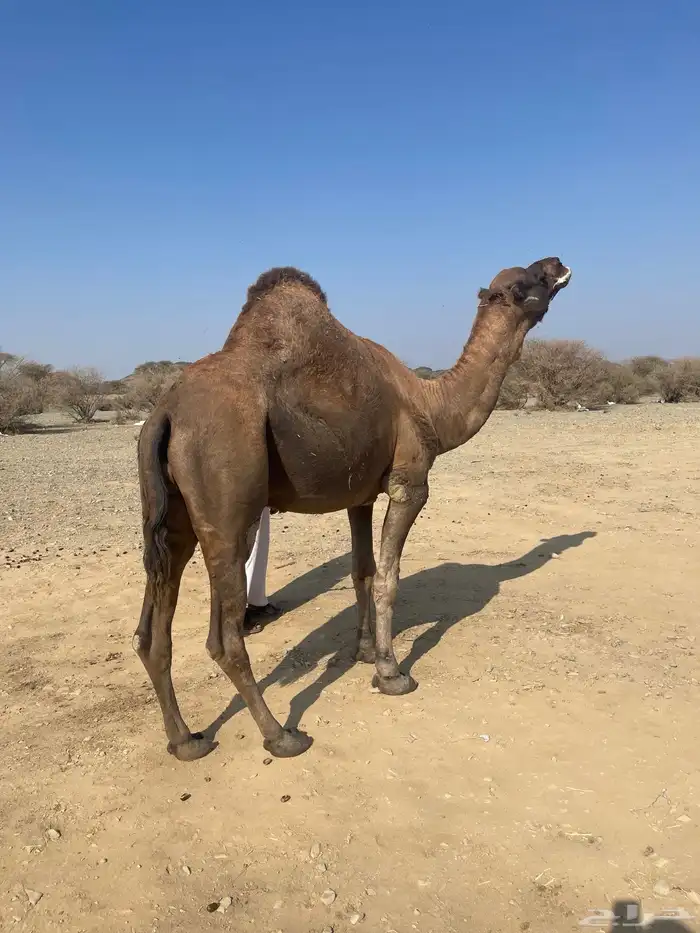 جمل احمر ادهم مشروط 6