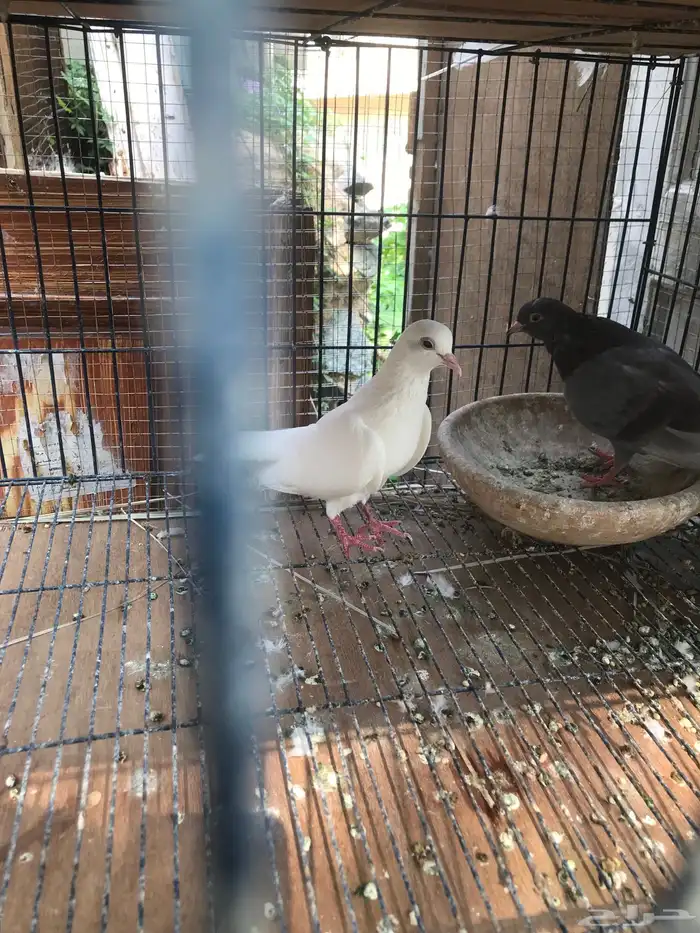 صنعاني اصيل شيبه 9