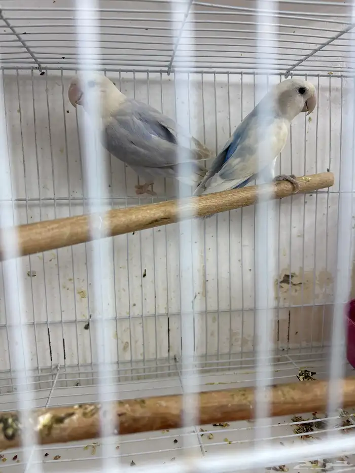 زوج روز مع ثلاثه فروخ وبيضه 1