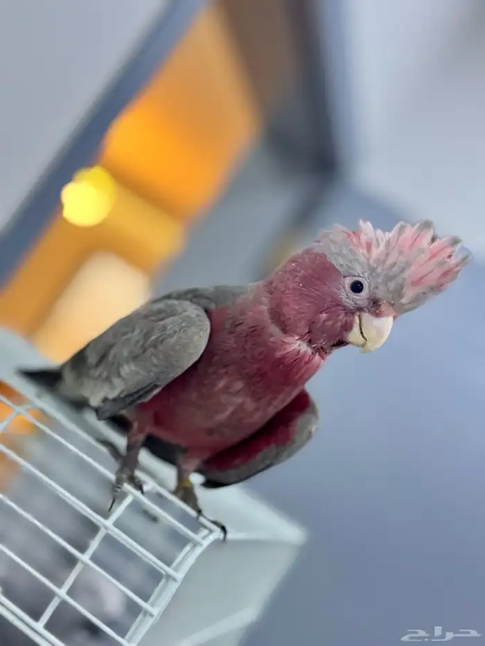 فرخ كوكاتو قالا 8