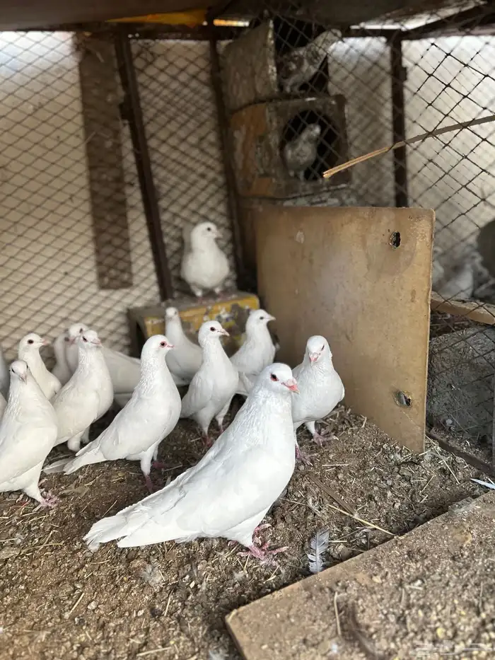 حمام فرنسي 3