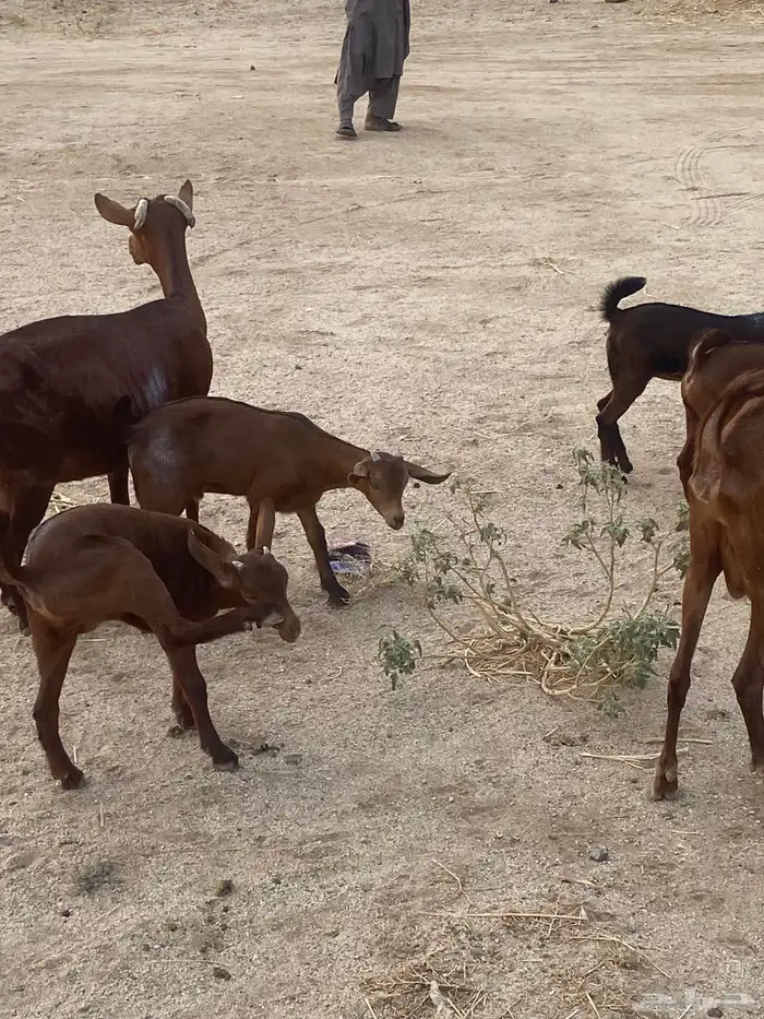 خلفات محايلات تم البيع 10