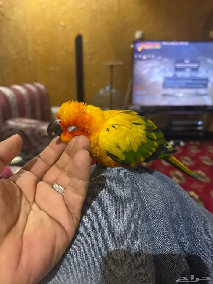 صن كنيور نشبة 2