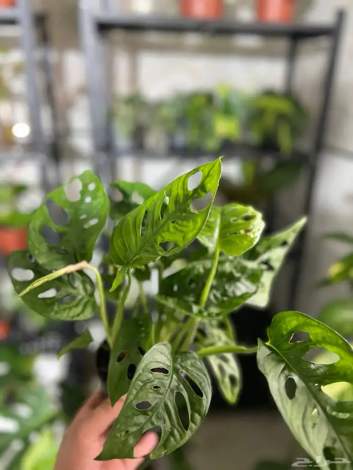 نباتات داخلية للبيع 1