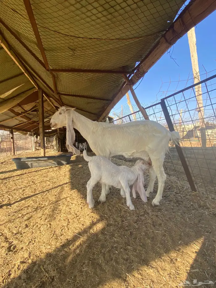 عنز والد معها تيس خصم صنف 2