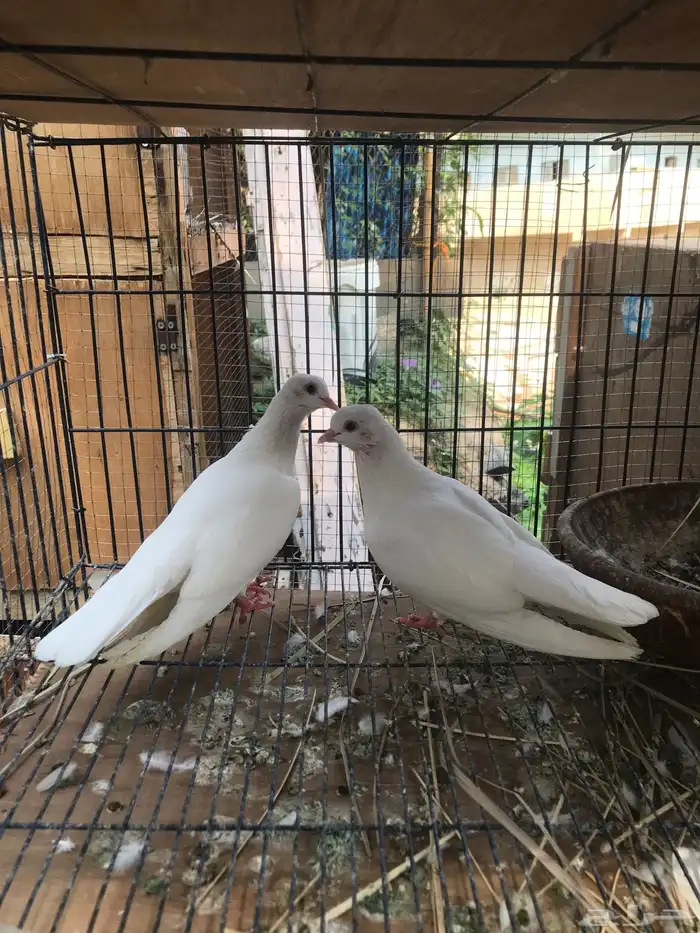 صنعاني اصيل شيبه 11