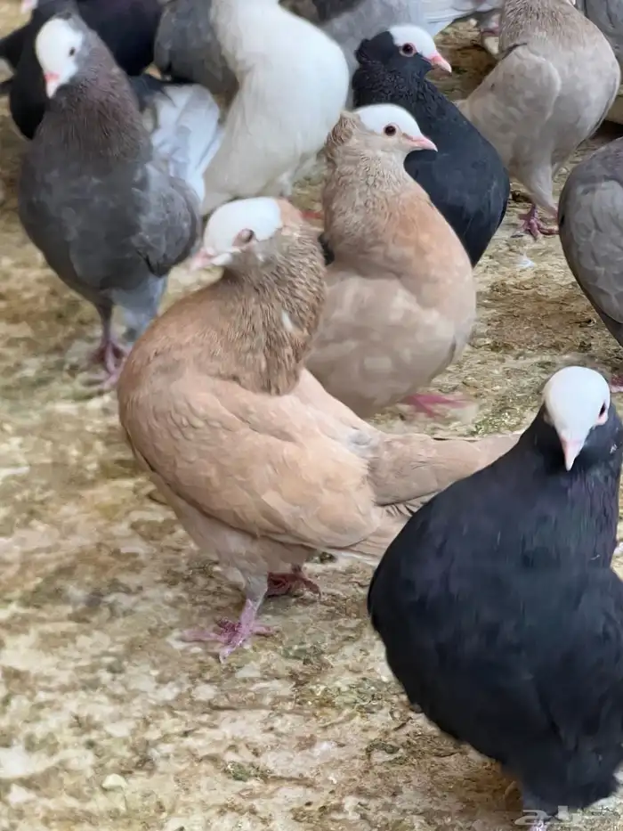 عشه حمام موكا هزاز 1